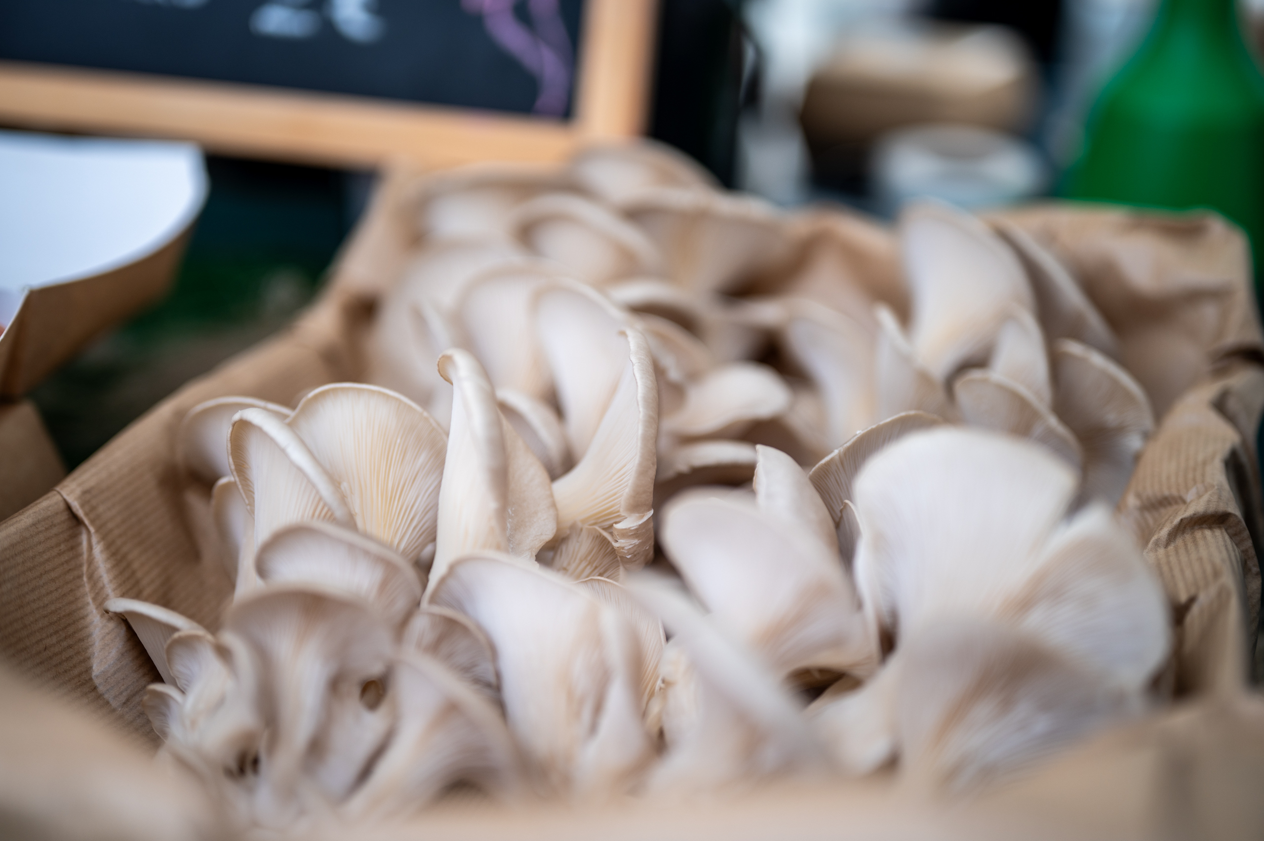 COFFEEFUNGI