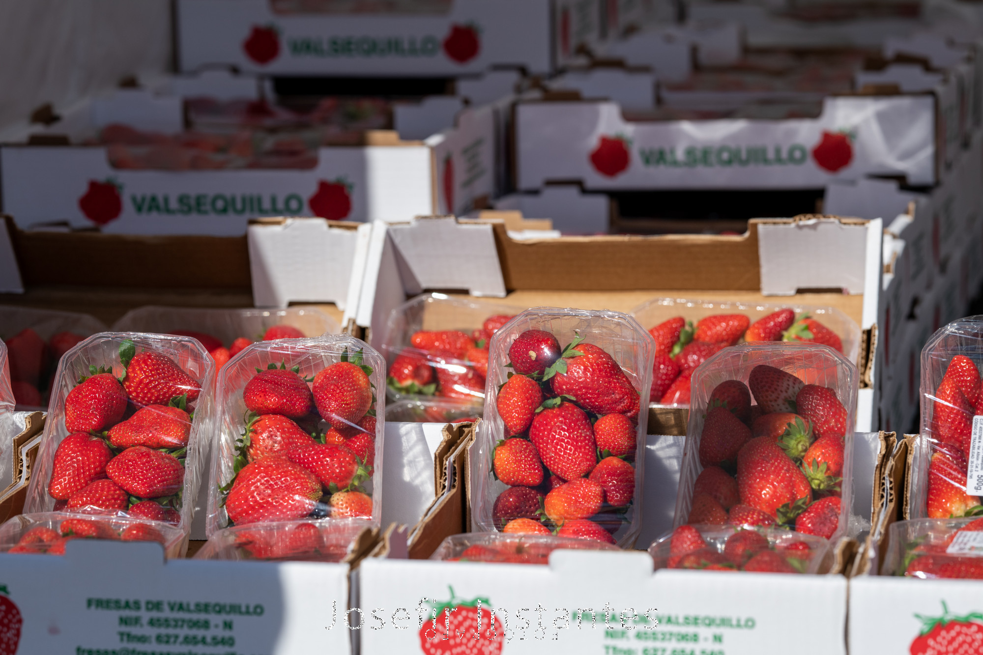 FRESAS VALSEQUILLO