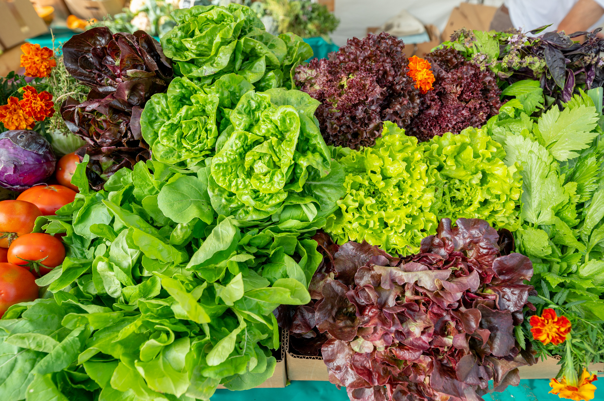 EL CORDEL Y LA TEDERA, AGRICULTORES ECOLOGICOS